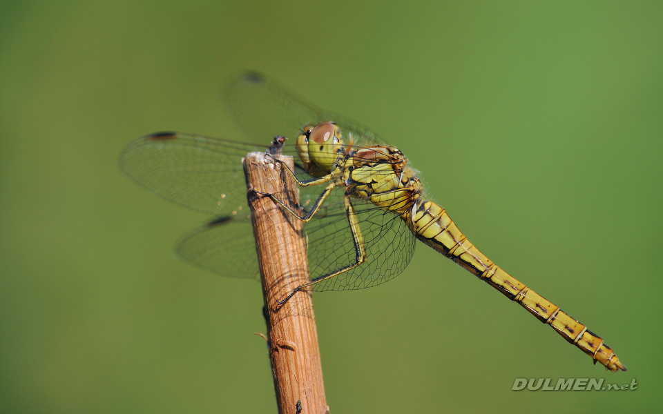 Moustached Darter (female, Sympetrum vulgatum)